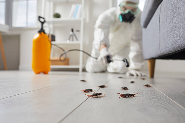 Commercial Rodent Management in Orlinda